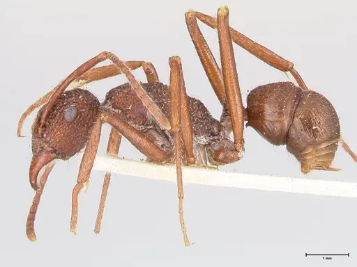 Rhytidoponera strigosa - FOCOL0905