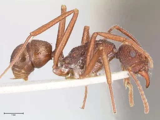 Rhytidoponera strigosa - FOCOL0905