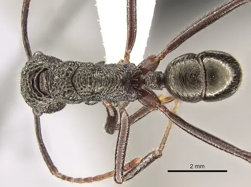 Rhytidoponera subcyanea specimen