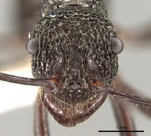 Rhytidoponera subcyanea specimen