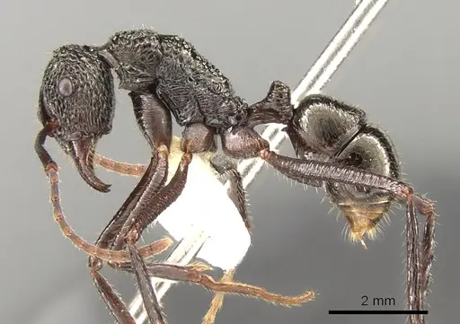 Rhytidoponera subcyanea specimen