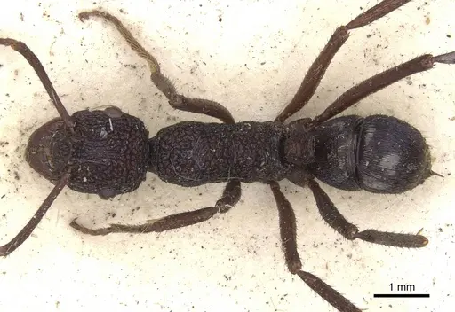 Rhytidoponera subcyanea - CASENT0901370