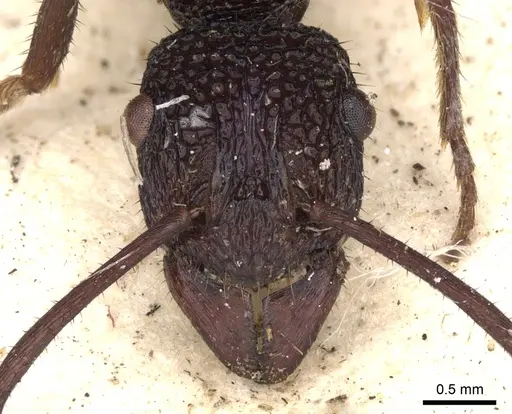 Rhytidoponera subcyanea - CASENT0901370