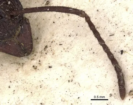 Rhytidoponera subcyanea - CASENT0901370