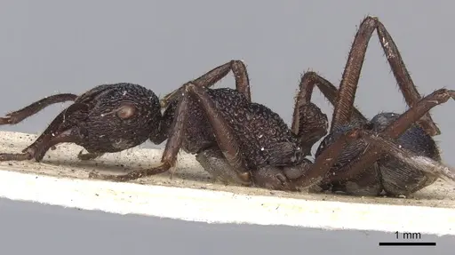 Rhytidoponera subcyanea - CASENT0901370