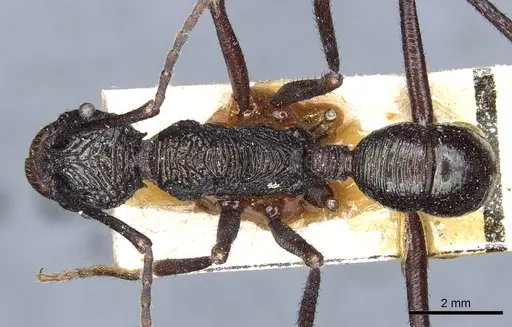 Rhytidoponera subcyanea - CASENT0903816