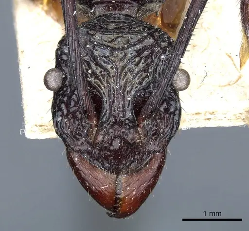 Rhytidoponera subcyanea - CASENT0903816