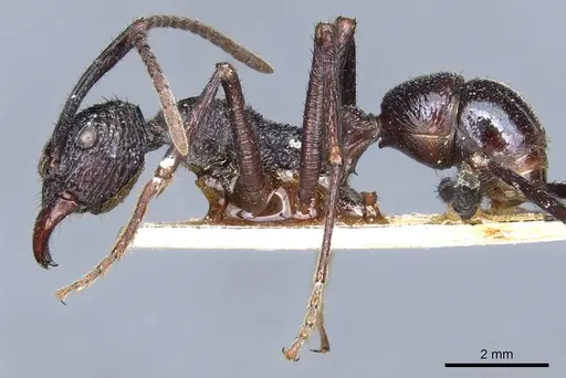 Rhytidoponera subcyanea - CASENT0903816