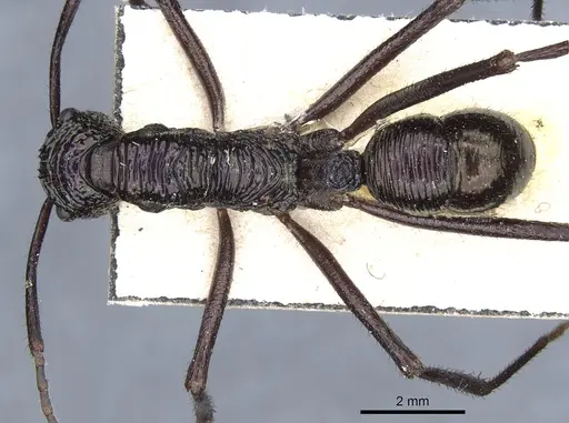 Rhytidoponera subcyanea - CASENT0903817