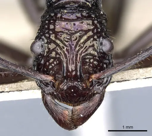 Rhytidoponera subcyanea - CASENT0903817