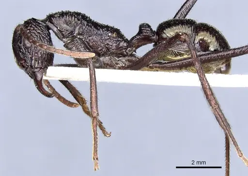 Rhytidoponera subcyanea - CASENT0903817