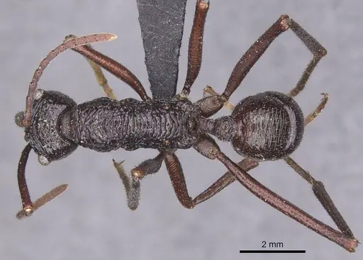 Rhytidoponera subcyanea - CASENT0915145