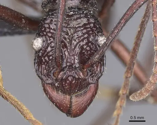 Rhytidoponera subcyanea - CASENT0915145