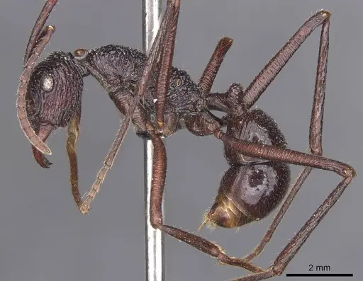 Rhytidoponera subcyanea - CASENT0915145