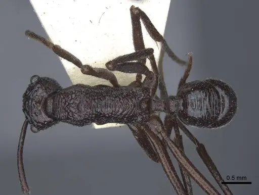 Rhytidoponera subcyanea - CASENT0916802