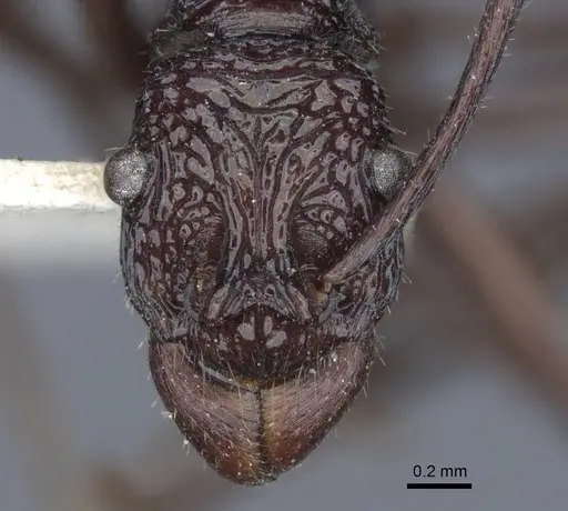 Rhytidoponera subcyanea - CASENT0916802