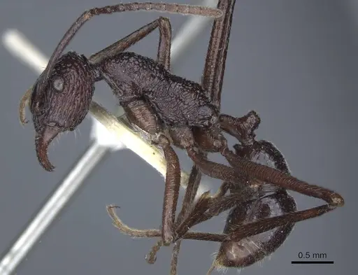 Rhytidoponera subcyanea - CASENT0916802