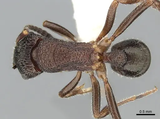 Rhytidoponera tasmaniensis specimen