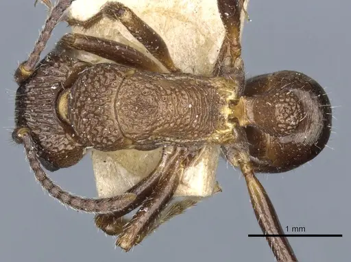 Rhytidoponera tasmaniensis - CASENT0903828