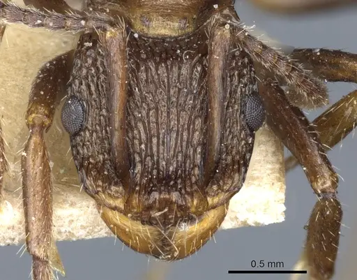 Rhytidoponera tasmaniensis - CASENT0903828