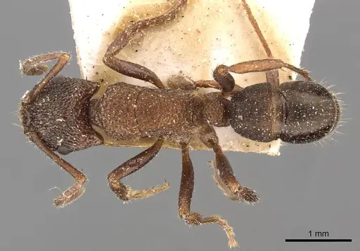 Rhytidoponera tasmaniensis - CASENT0907157