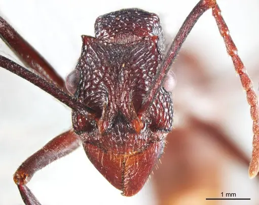 Rhytidoponera taurus specimen