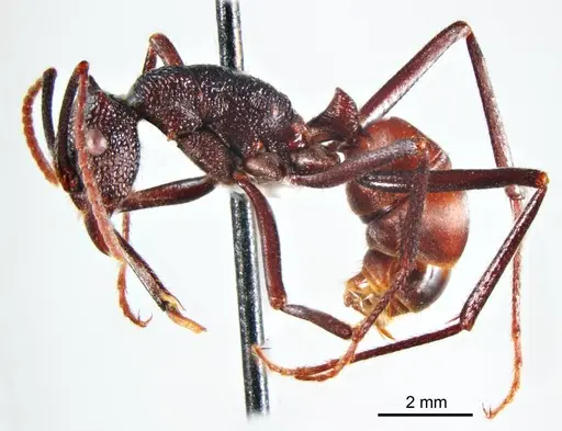 Rhytidoponera taurus - ANTWEB1008714