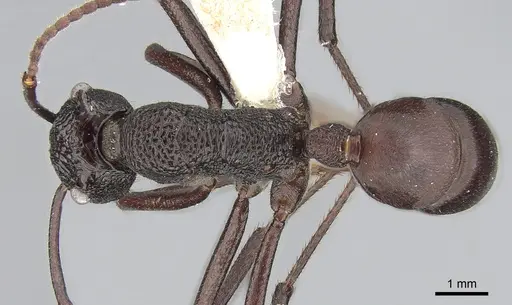 Rhytidoponera taurus - CASENT0281277