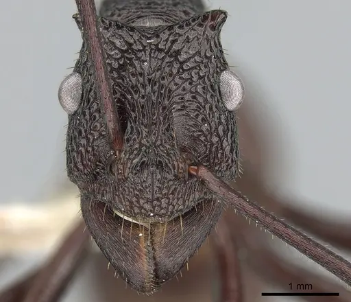 Rhytidoponera taurus - CASENT0281277