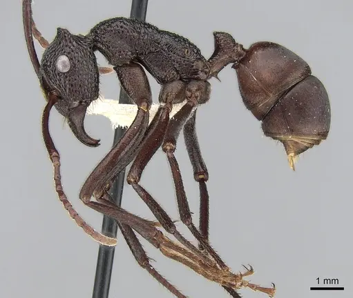 Rhytidoponera taurus - CASENT0281277