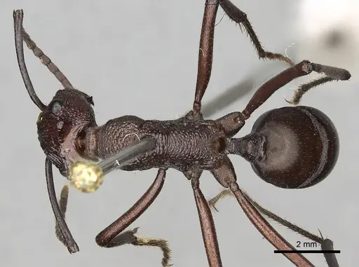 Rhytidoponera taurus - CASENT0281818