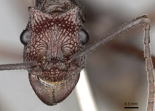 Rhytidoponera taurus - CASENT0281818