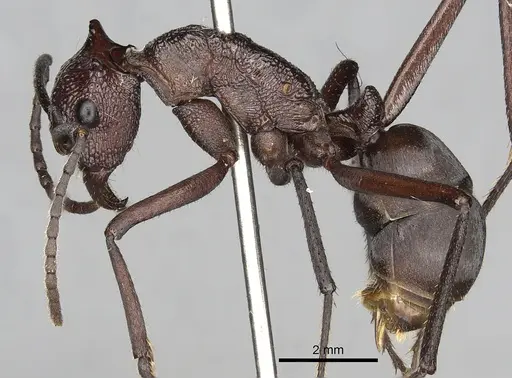 Rhytidoponera taurus - CASENT0281818