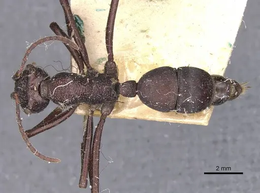 Rhytidoponera taurus - CASENT0907142