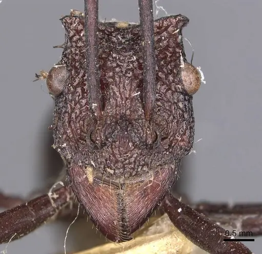 Rhytidoponera taurus - CASENT0907142