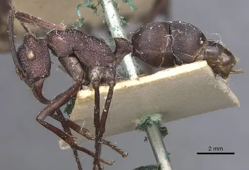 Rhytidoponera taurus - CASENT0907142