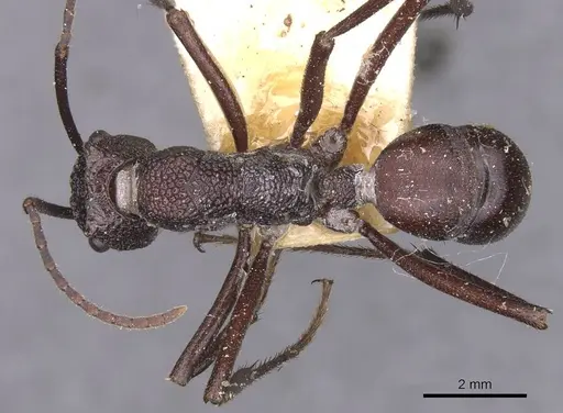 Rhytidoponera taurus - CASENT0915146