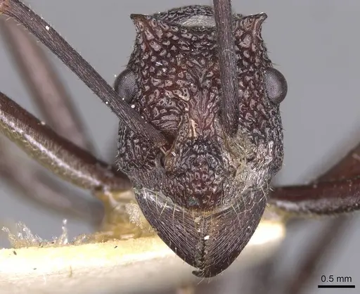 Rhytidoponera taurus - CASENT0915146