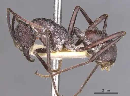 Rhytidoponera taurus - CASENT0915146