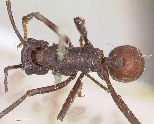 Rhytidoponera taurus - FOCOL0907