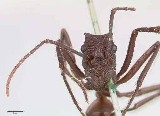 Rhytidoponera taurus - FOCOL0907