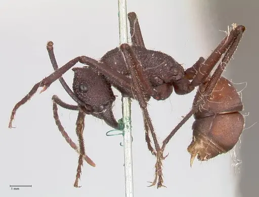 Rhytidoponera taurus - FOCOL0907