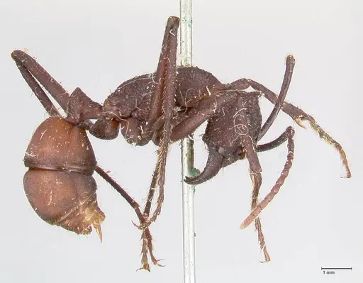 Rhytidoponera taurus - FOCOL0907