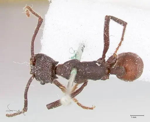 Rhytidoponera taurus - FOCOL0908