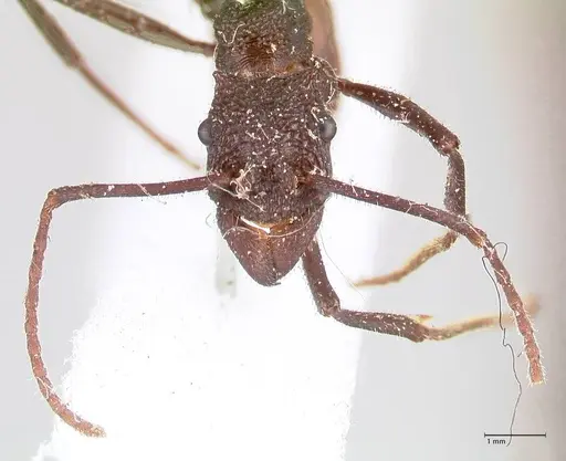 Rhytidoponera taurus - FOCOL0908