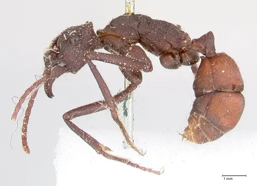 Rhytidoponera taurus - FOCOL0908