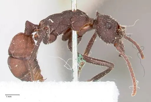 Rhytidoponera taurus - FOCOL0908