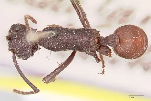 Rhytidoponera taurus - FOCOL0909