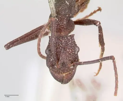 Rhytidoponera taurus - FOCOL0909