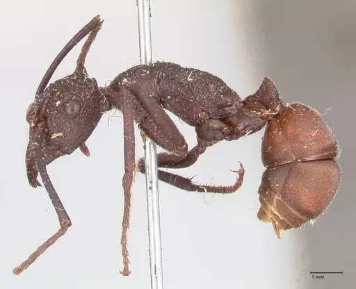 Rhytidoponera taurus - FOCOL0909